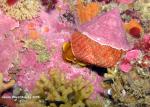 turban snail and various  worms & bryozoans