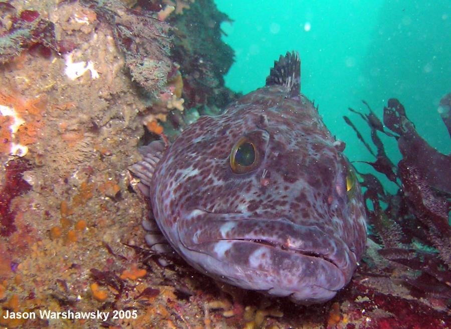 lingcod