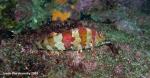 painted greenling