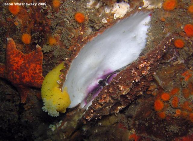 Peltodoris nobilis on shell