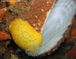 Peltodoris nobilis on shell