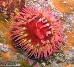 White Spotted Rose Anemone