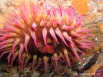 White Spotted Rose Anemone