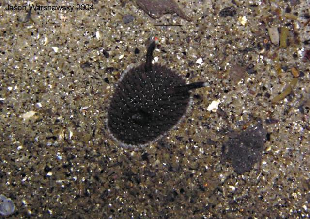 Acanthodoris brunnea