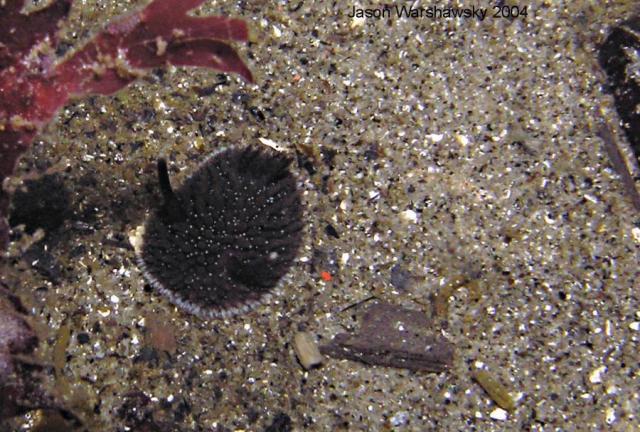 Acanthodoris brunnea