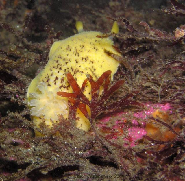 peltodoris nobilis