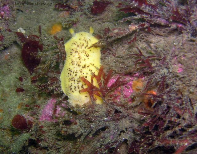 peltodoris nobilis