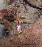 coon striped shrimp