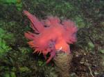 dendronotus iris eating