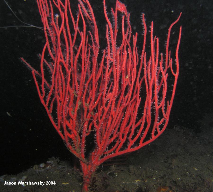 redGorgonian