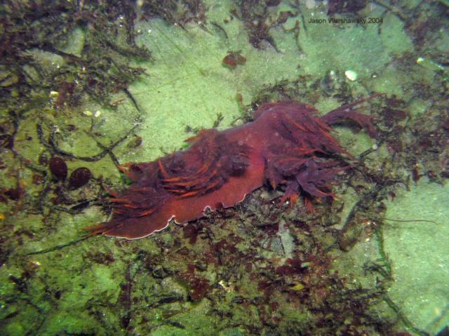 dendronotus iris