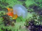 moon jelly and star