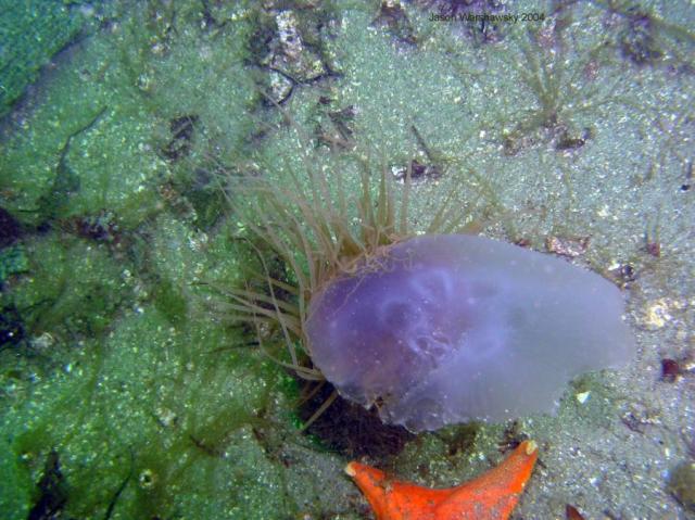 moon jelly eating or being eaten