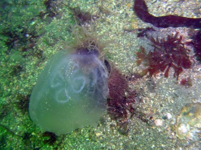 moon jelly eating or being eaten