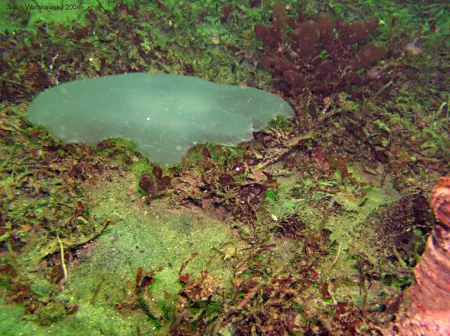 moon jelly