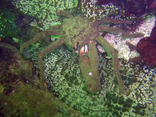 moss crab