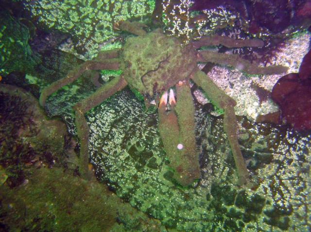 moss crab