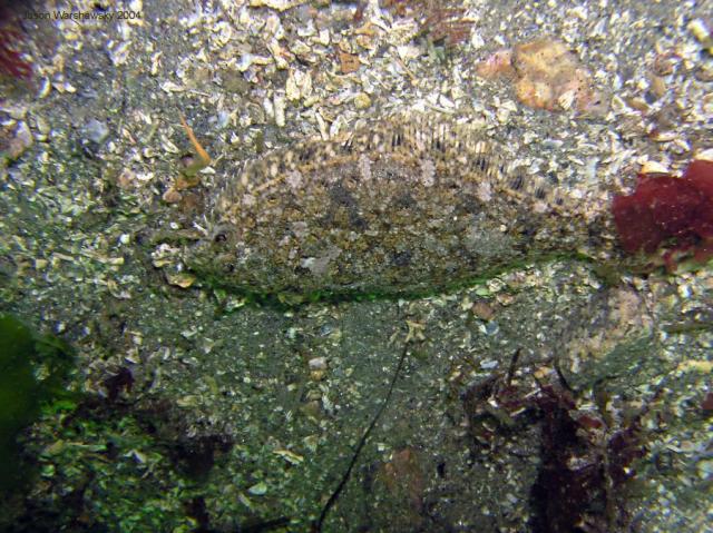 sand dab