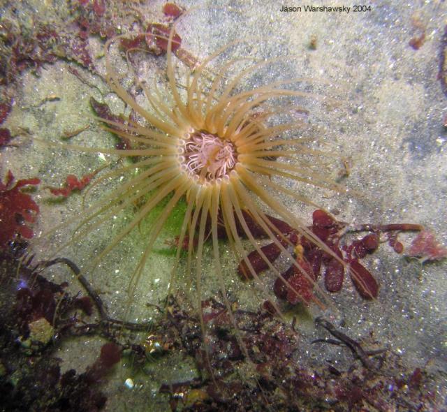 tube anemone