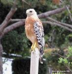 Red-shouldered Hawk