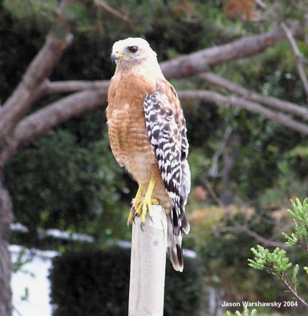 Red-shouldered Hawk