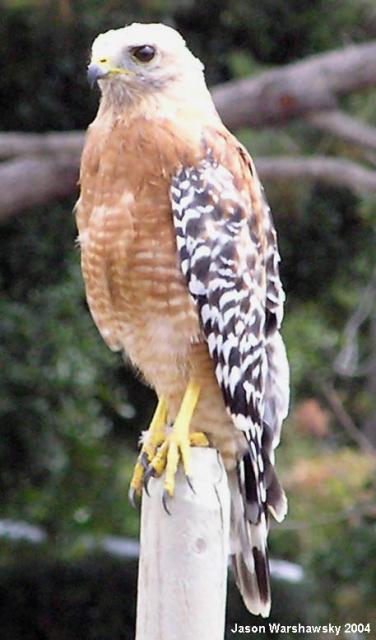 Red-shouldered Hawk