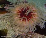 white spotted rose anemone