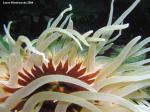 white spotted rose anemone