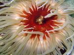 white spotted rose anemone