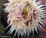 white spotted rose anemone