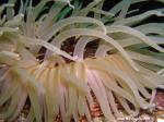 white spotted rose anemone