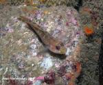 black eye goby