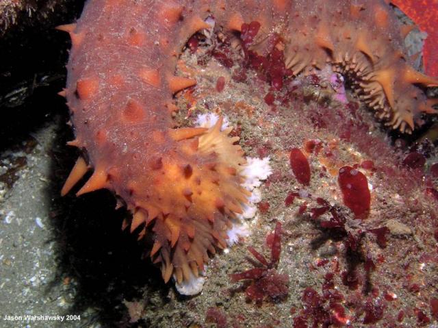 california sea cucumber eating