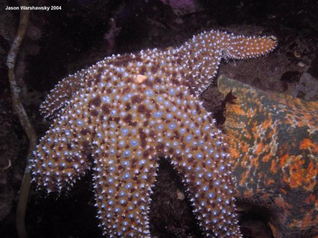 giant spined star