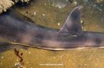 angel shark pictures