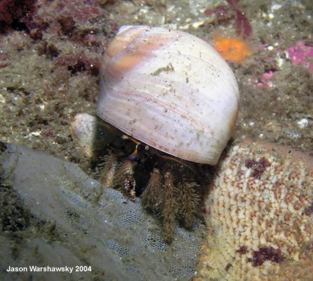 hermit crab watching