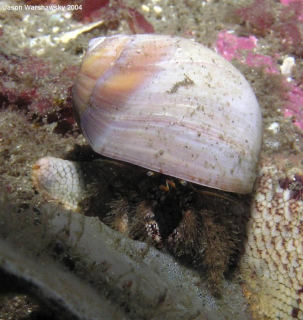 hermit crab watching