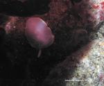 Aldisa albomarginata through purple kelp