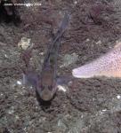 black eye goby