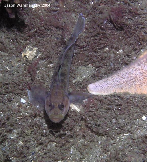 black eye goby