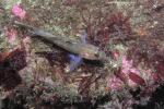 black eye goby And cleaners