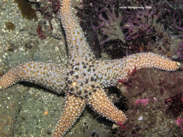 giant spined star