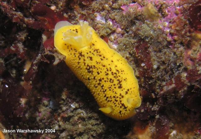 Peltodoris nobilis