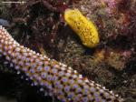 Peltodoris nobilis and Giant Spined star arm