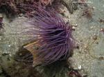 purple tube anemone - surge to the left