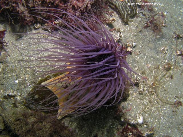 purple tube anemone - surge to the left