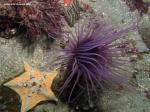 purple tube anemone - surge to the right