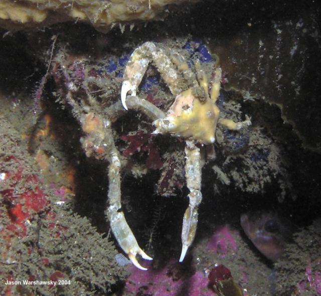 sharpnose crab battle