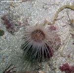 tube anemone