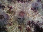 tube anemone